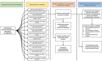 Unraveling shared susceptibility loci and Mendelian genetic associations linking educational attainment with multiple neuropsychiatric disorders